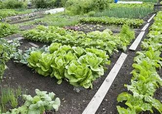 GreenLeaf Home Gardening