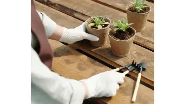 gardener-planting-sprouts-into-small-containers-on-2026-01-09-08-26-49-utc.jpg