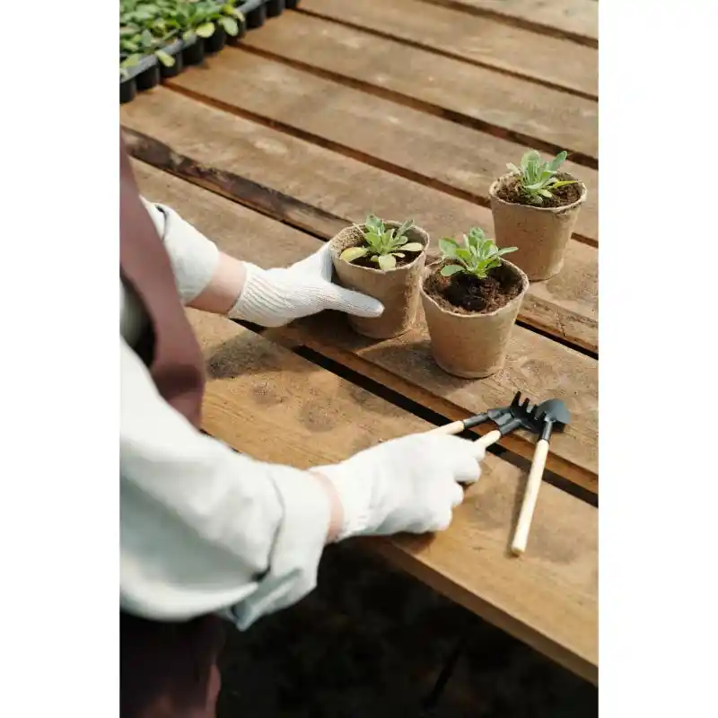 gardener-planting-sprouts-into-small-containers-on-2026-01-09-08-26-49-utc.jpg